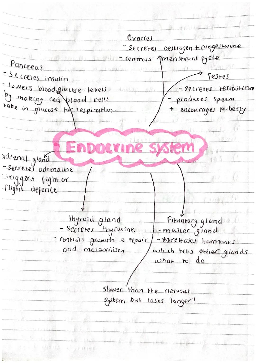 The endocrine system
