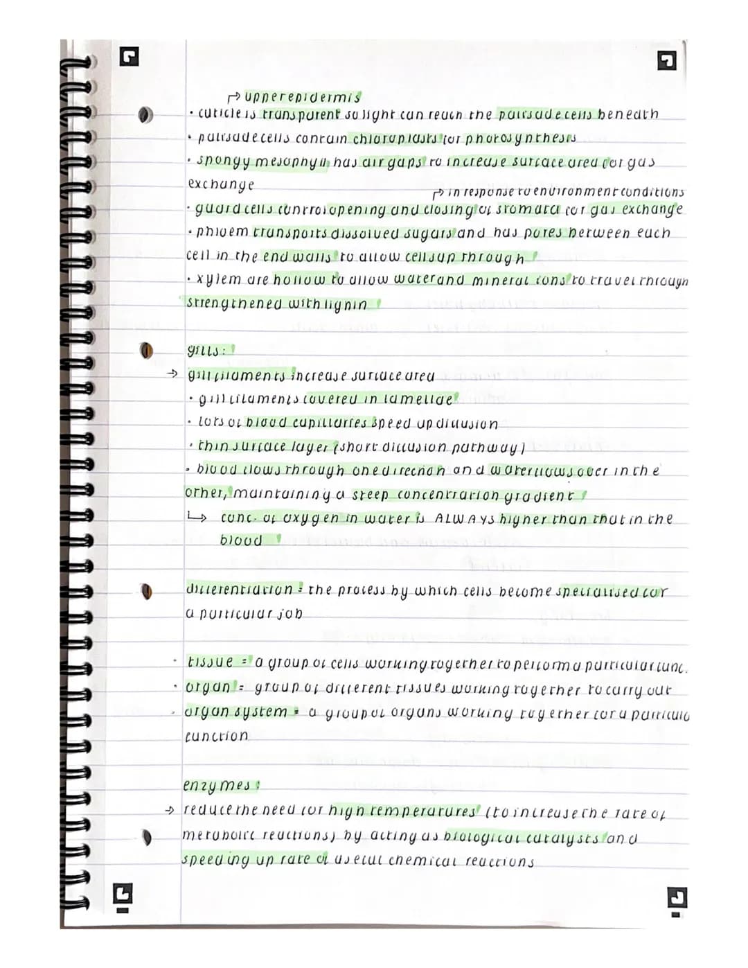 C
biology
paper 1
prokaryoles: I
→ DNA in circular rings called plasmids
♪ genen'c material notstored in a nucleas
nuchioruniaists or mitoch
