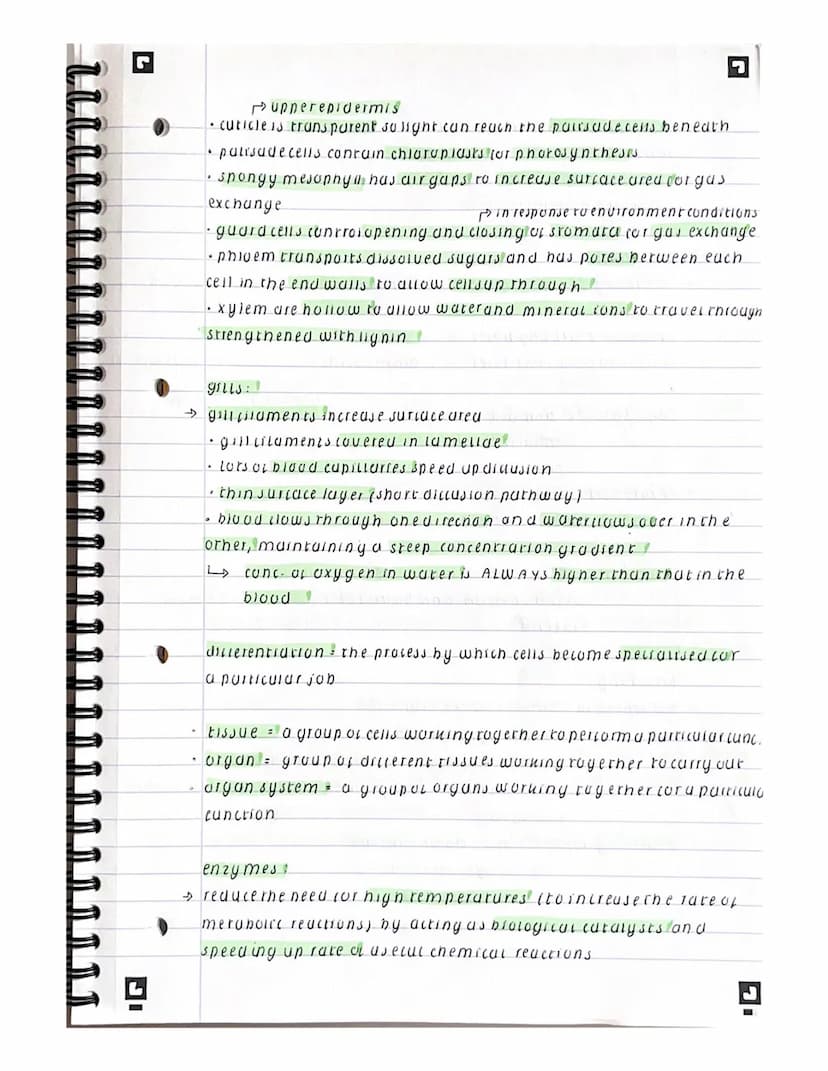 C
biology
paper 1
prokaryoles: I
→ DNA in circular rings called plasmids
♪ genen'c material notstored in a nucleas
nuchioruniaists or mitoch