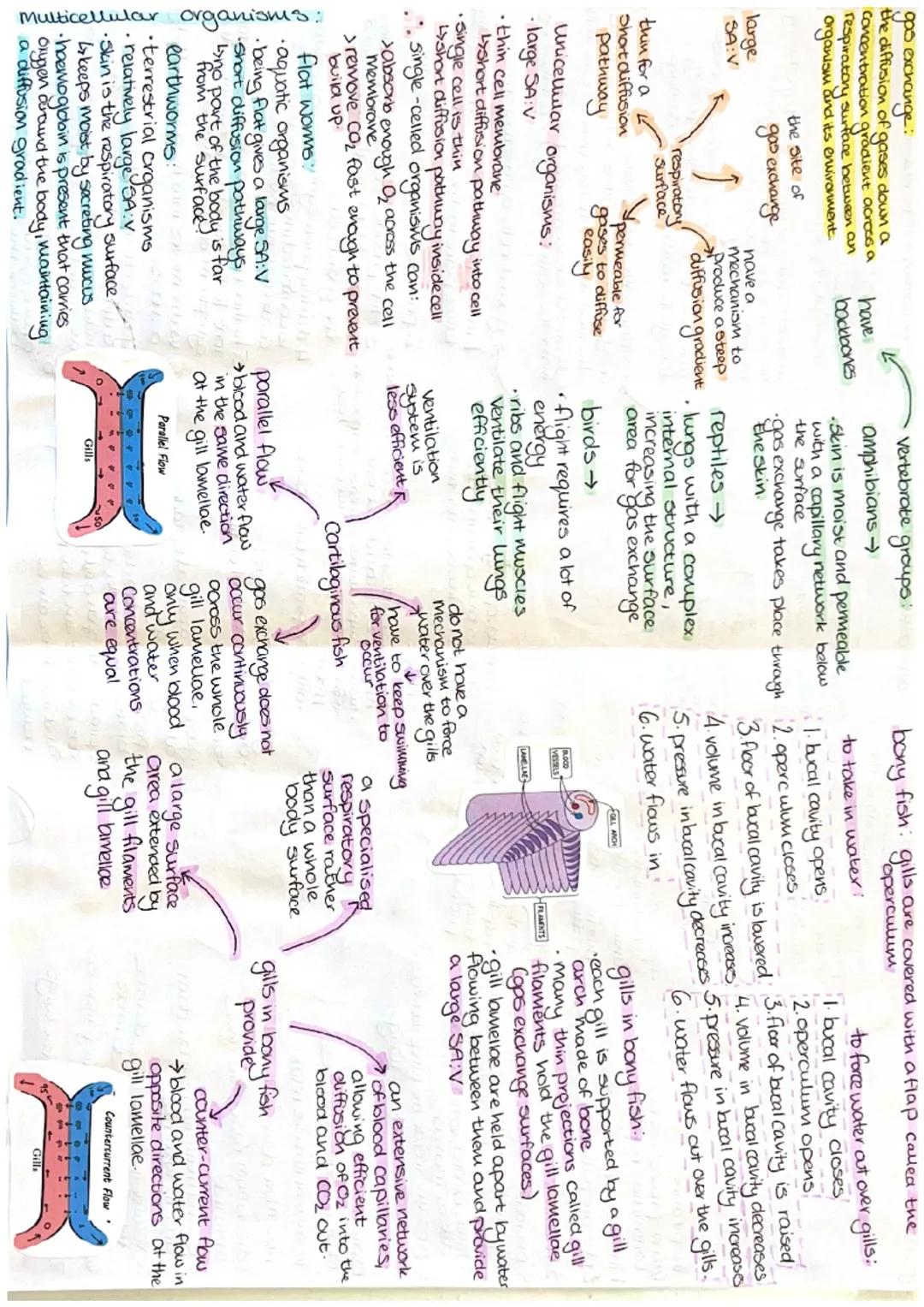 gas exchange:
the diffusion of gases down a
Concentration gradient across a
respiratory surface between an
organism and its environment

- V