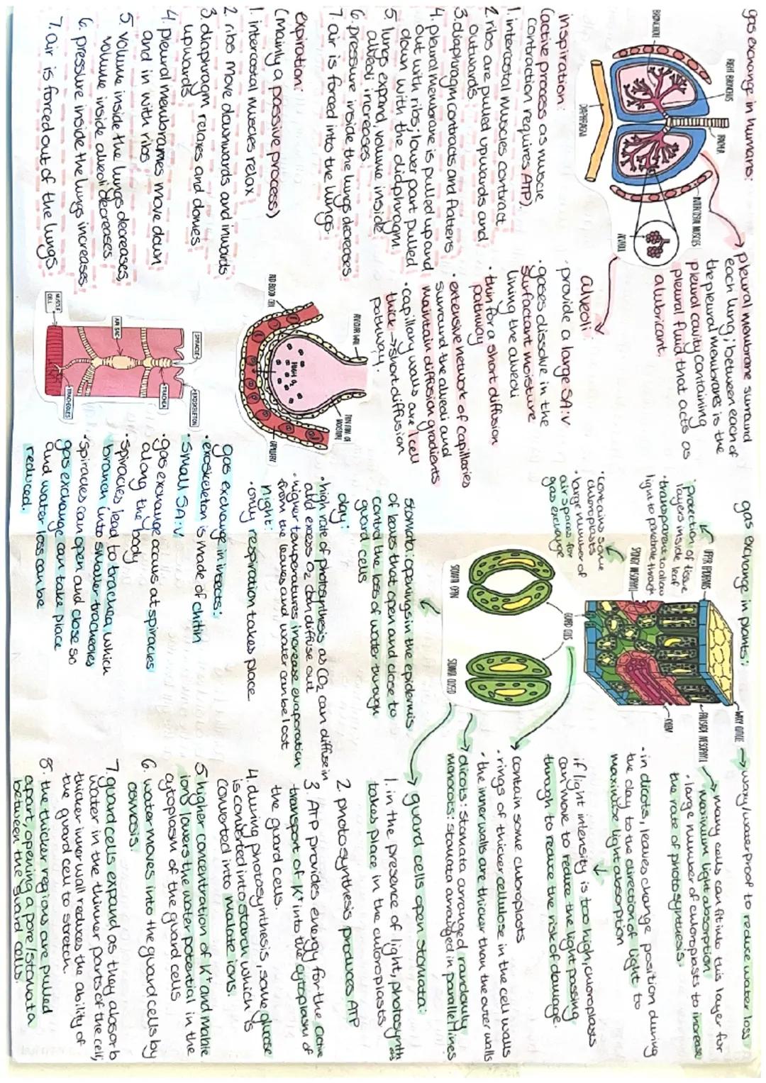 gas exchange:
the diffusion of gases down a
Concentration gradient across a
respiratory surface between an
organism and its environment

- V