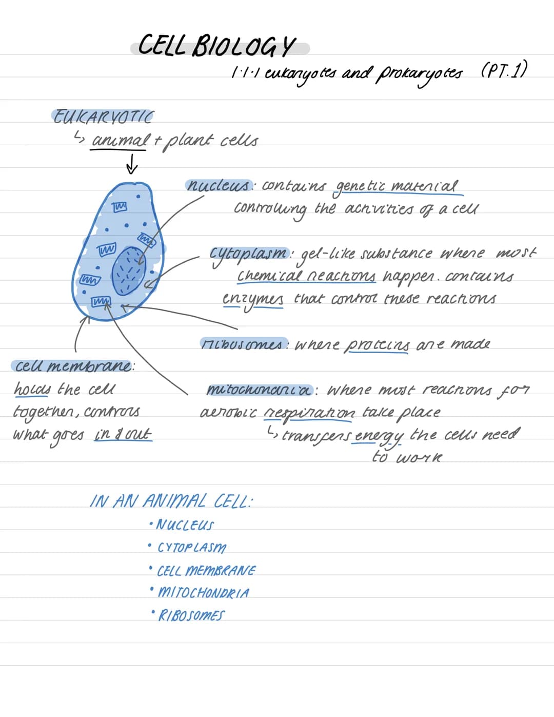 
<h2 id="biologyaqacellbiologynotes">Biology AQA Cell Biology Notes</h2>
<h3 id="eukaryoticandprokaryoticcellsdiagram">Eukaryotic and Prokar