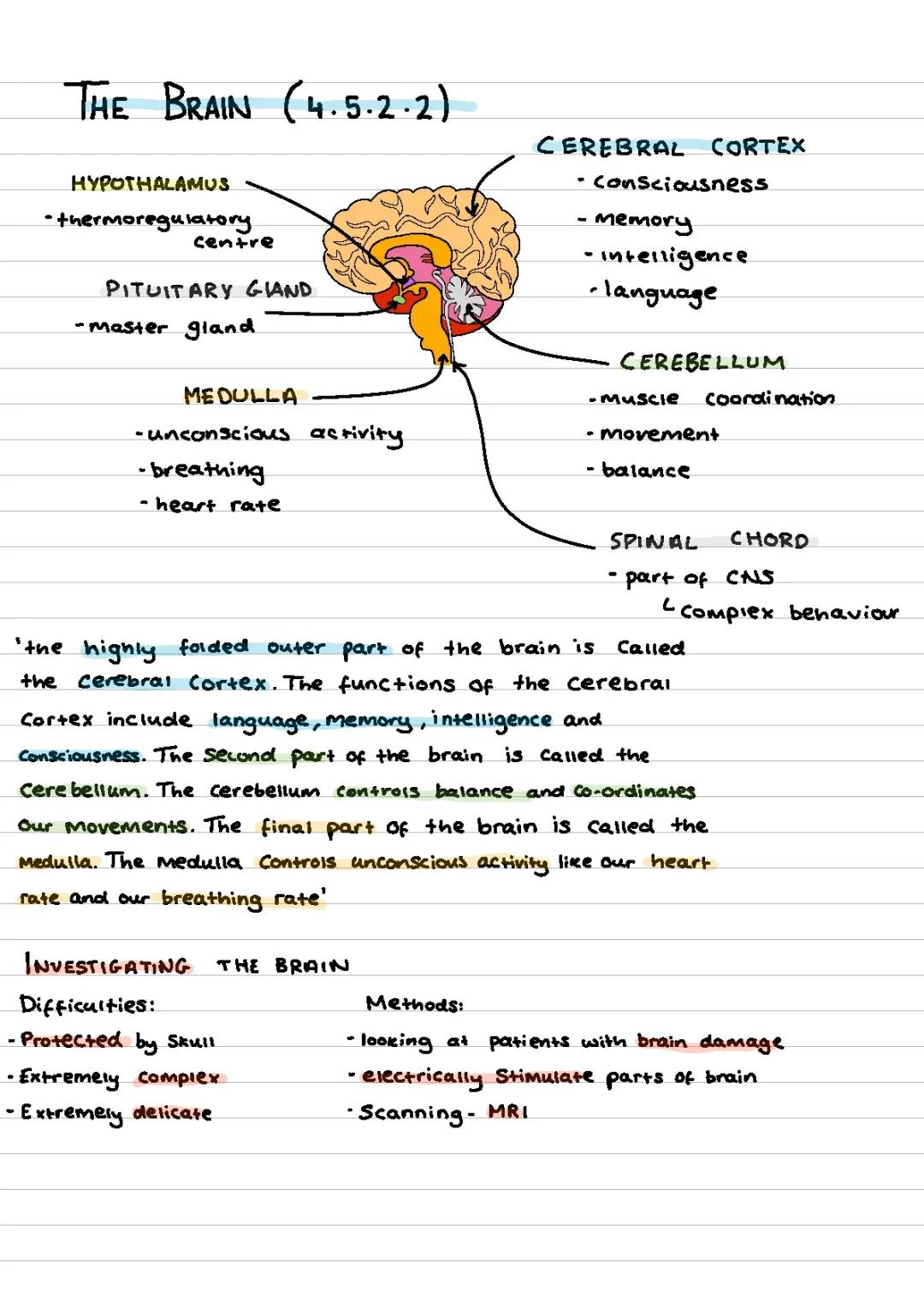 The Brain GCSE Biology AQA notes 9-1 