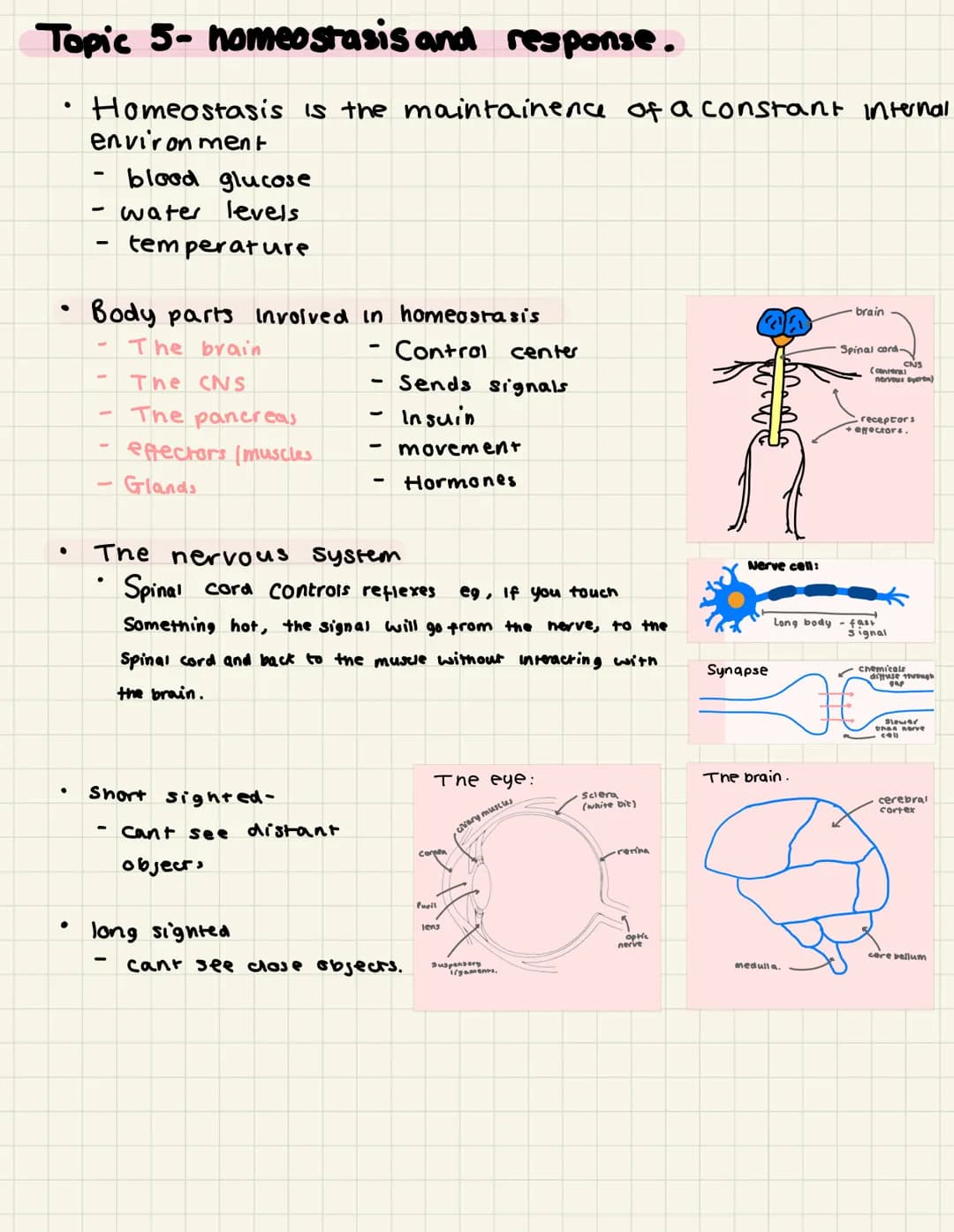 Topic 5- homeostasis and response.
Homeostasis is the maintainence of a constant internal
environment
●
●
●
-
-
Body parts
-
-
-
blood gluco