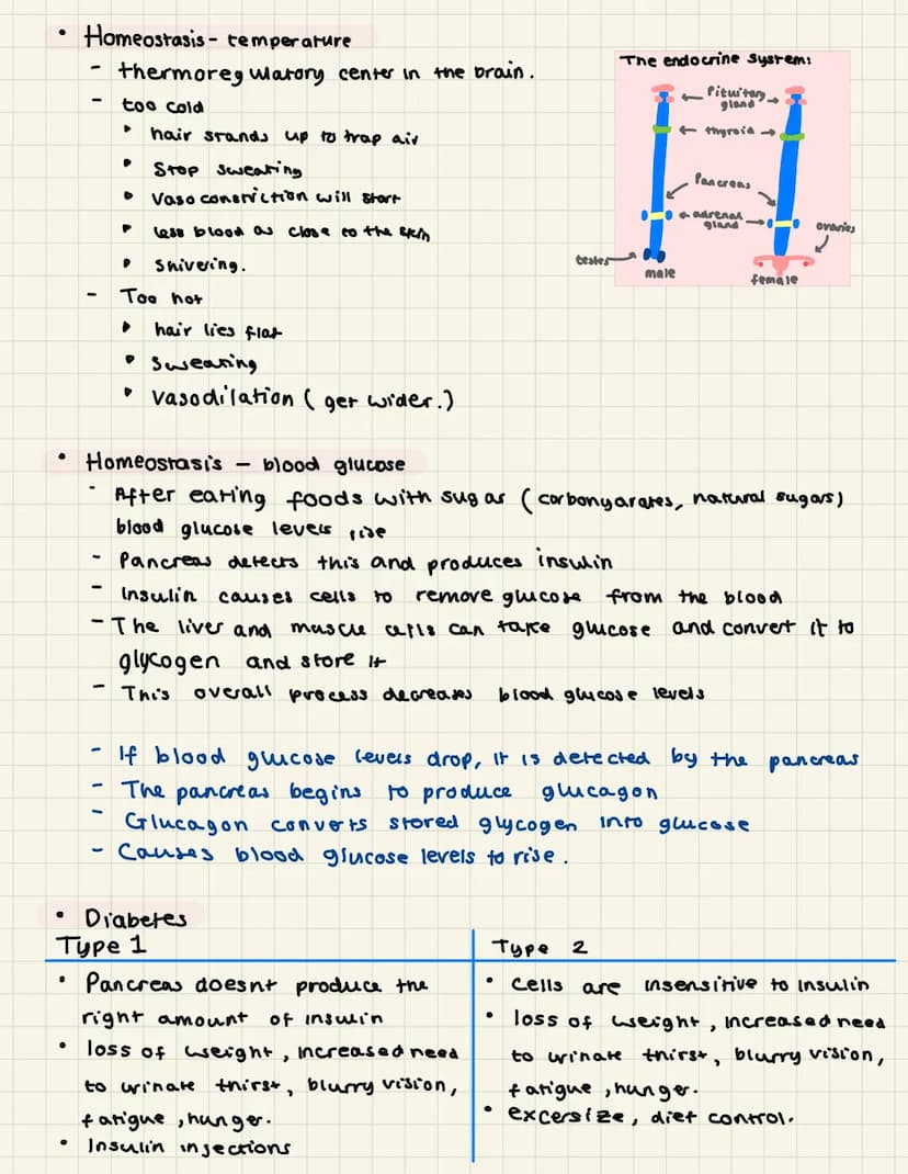 Topic 5- homeostasis and response.
Homeostasis is the maintainence of a constant internal
environment
●
●
●
-
-
Body parts
-
-
-
blood gluco