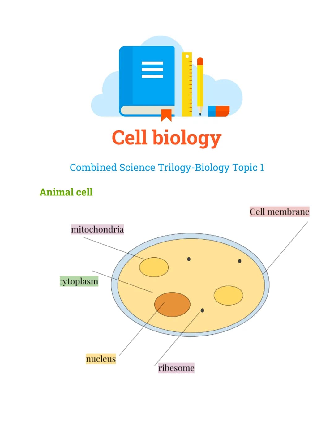 Cell biology
Combined Science Trilogy-Biology Topic 1
Animal cell
mitochondria
cytoplasm
nucleus
ribesome
Cell membrane Animal Cell
nucleus
