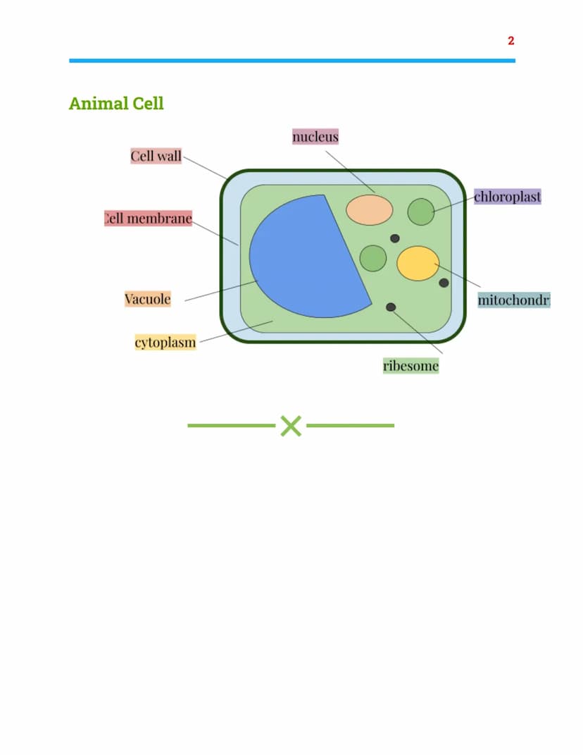 Cell biology
Combined Science Trilogy-Biology Topic 1
Animal cell
mitochondria
cytoplasm
nucleus
ribesome
Cell membrane Animal Cell
nucleus
