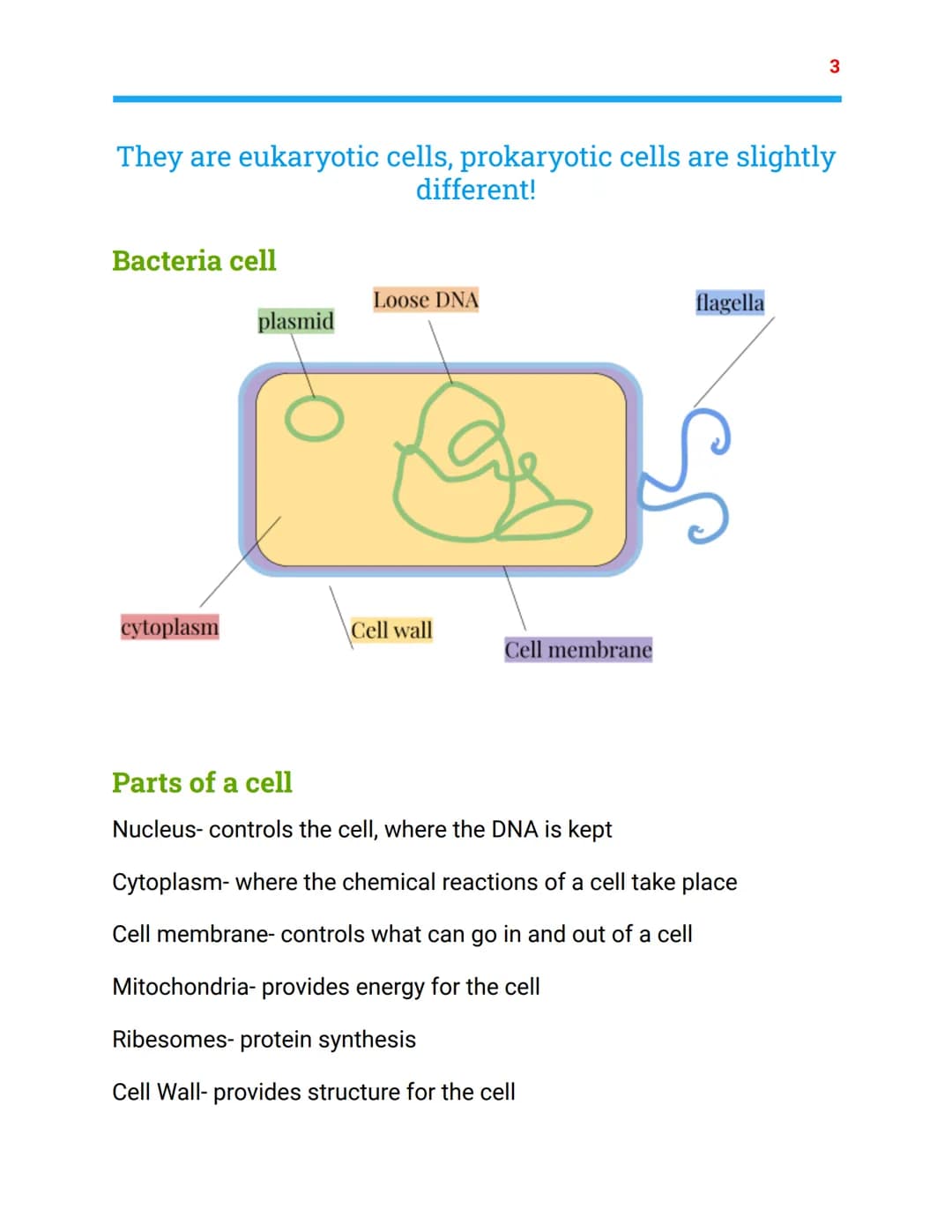 Cell biology
Combined Science Trilogy-Biology Topic 1
Animal cell
mitochondria
cytoplasm
nucleus
ribesome
Cell membrane Animal Cell
nucleus
