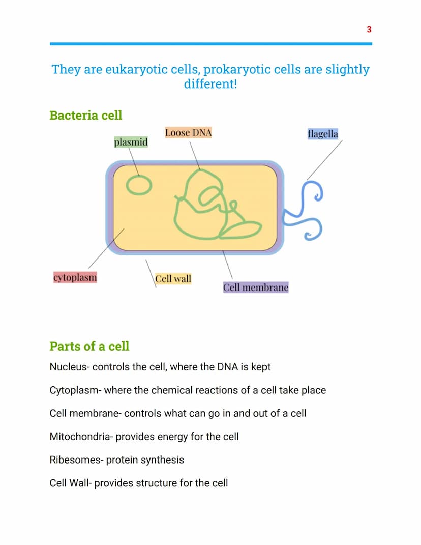 Cell biology
Combined Science Trilogy-Biology Topic 1
Animal cell
mitochondria
cytoplasm
nucleus
ribesome
Cell membrane Animal Cell
nucleus
