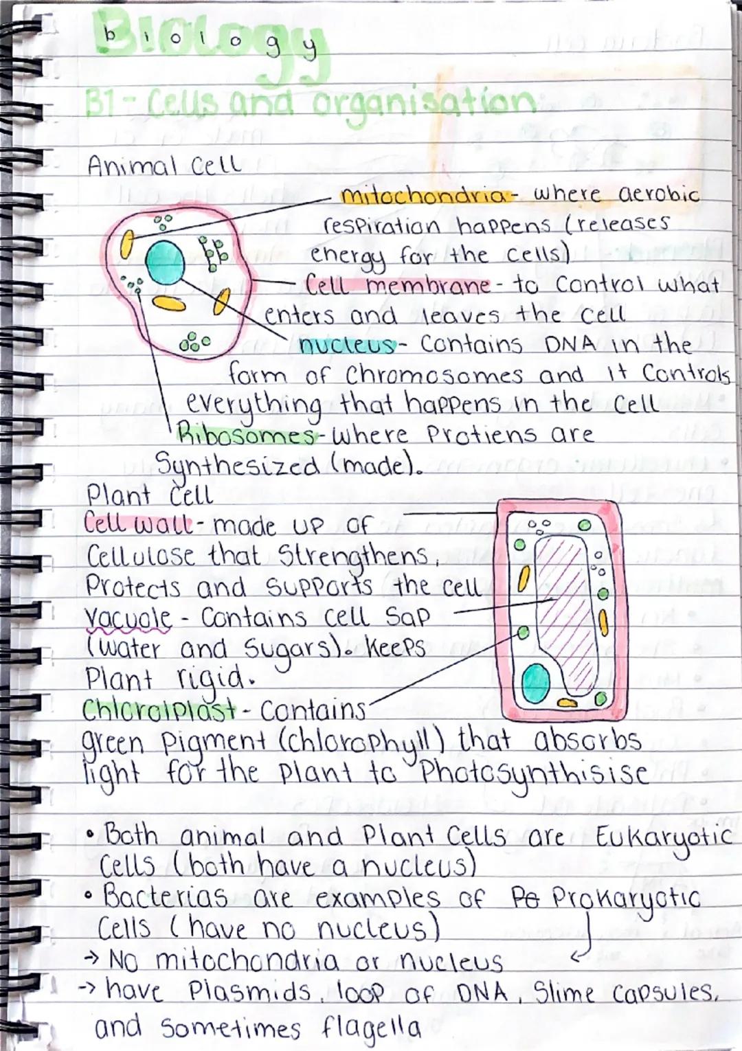 b
101
0
gy
B1-Cells and organisation.
Animal Cell
১০
mitochondria- where aerobic
respiration happens (releases
energy for the cells)
Cell me