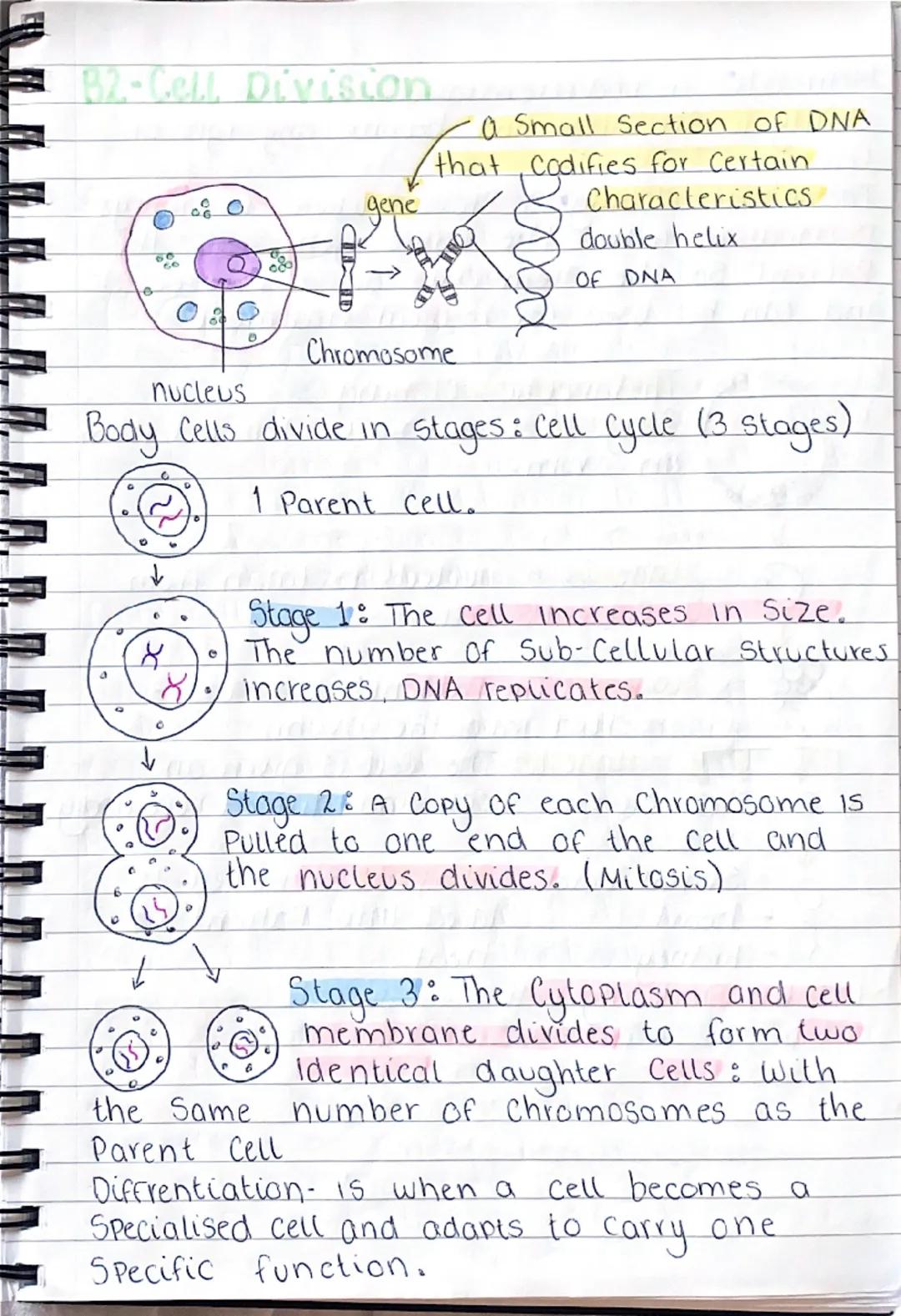 b
101
0
gy
B1-Cells and organisation.
Animal Cell
১০
mitochondria- where aerobic
respiration happens (releases
energy for the cells)
Cell me