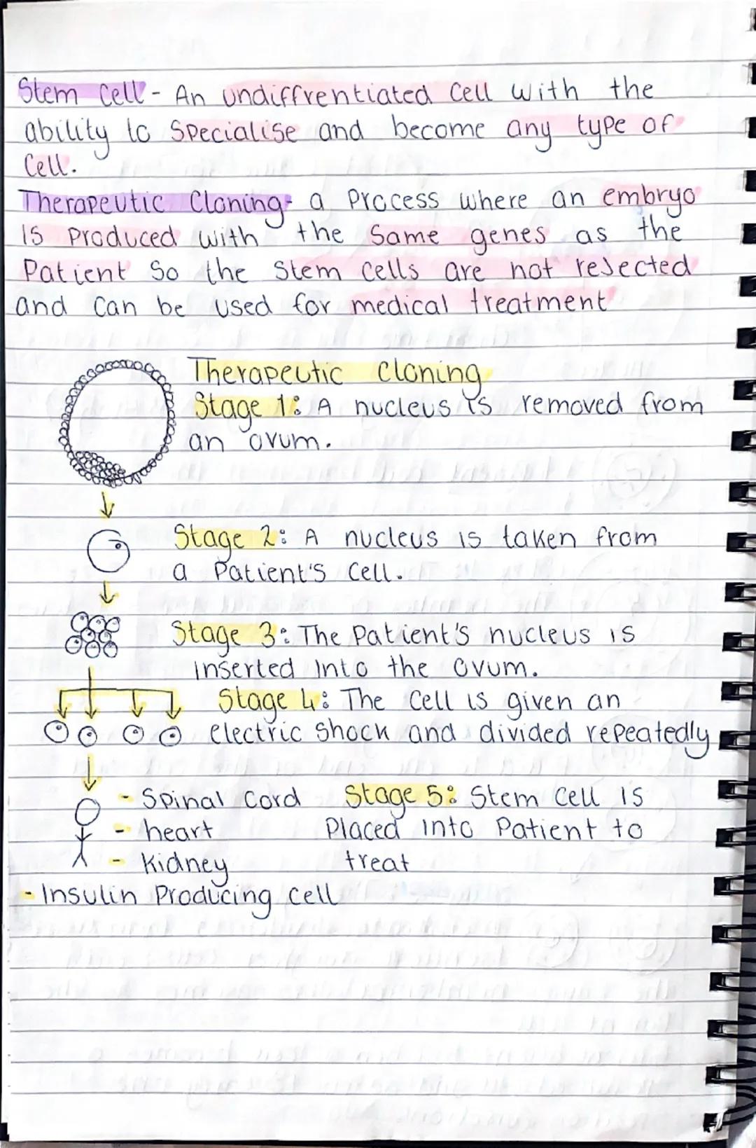 b
101
0
gy
B1-Cells and organisation.
Animal Cell
১০
mitochondria- where aerobic
respiration happens (releases
energy for the cells)
Cell me