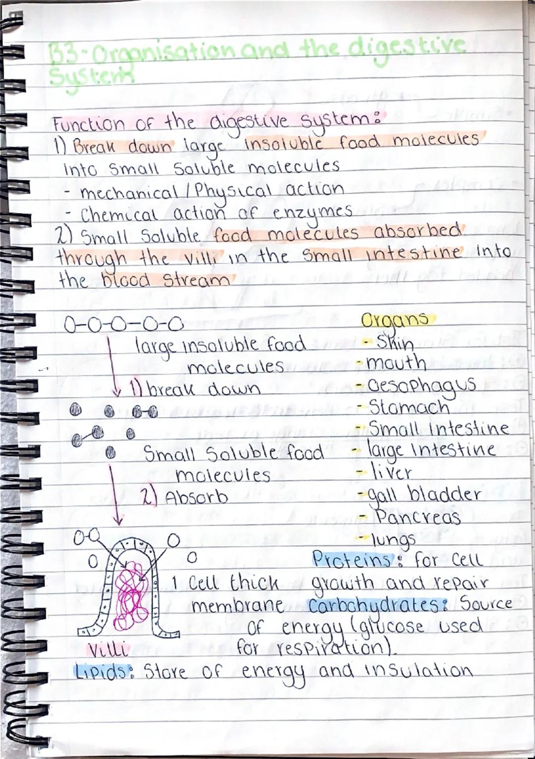 b
101
0
gy
B1-Cells and organisation.
Animal Cell
১০
mitochondria- where aerobic
respiration happens (releases
energy for the cells)
Cell me