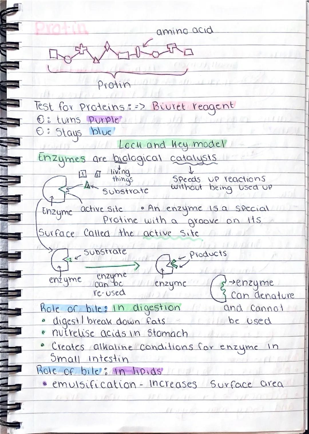 b
101
0
gy
B1-Cells and organisation.
Animal Cell
১০
mitochondria- where aerobic
respiration happens (releases
energy for the cells)
Cell me