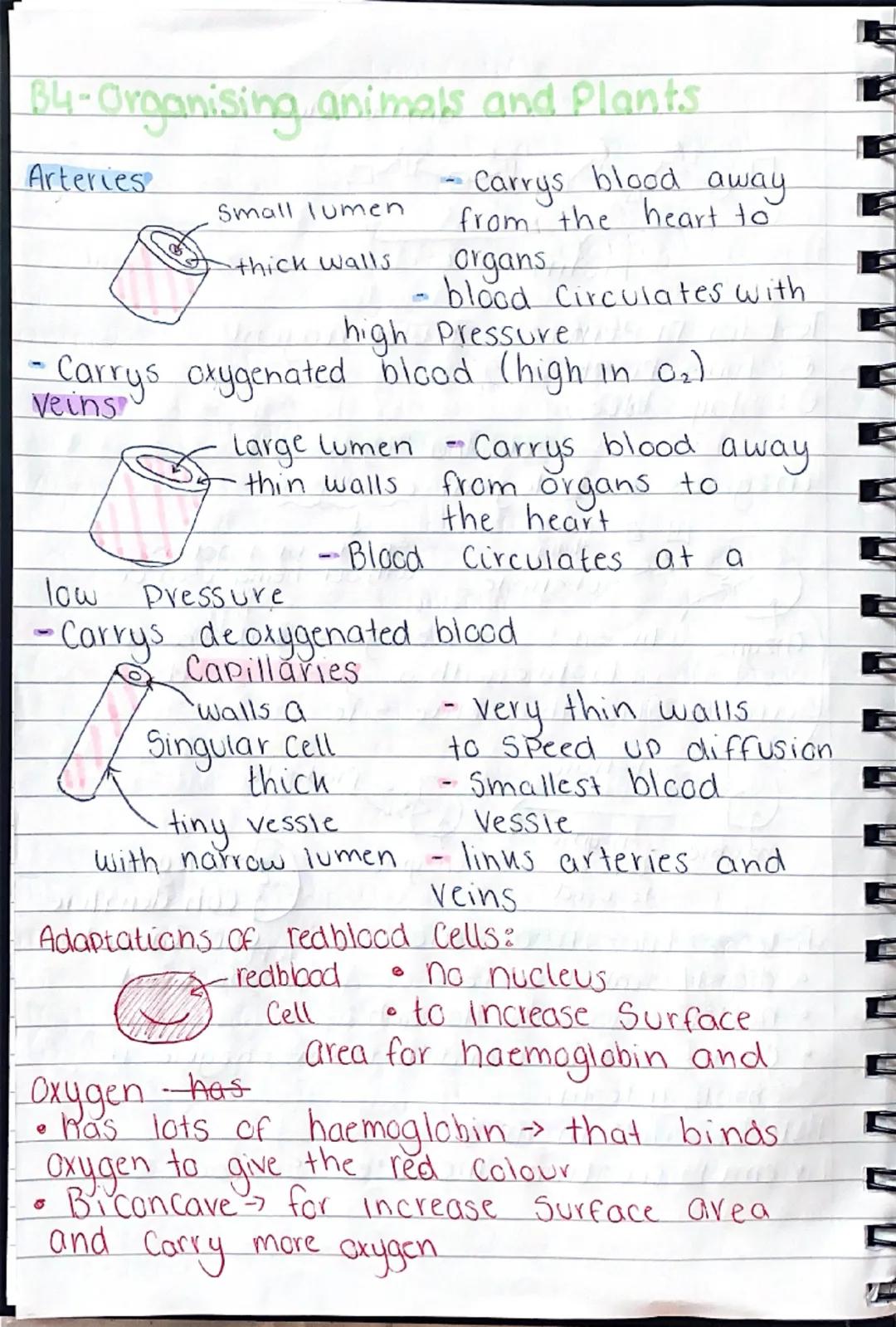 b
101
0
gy
B1-Cells and organisation.
Animal Cell
১০
mitochondria- where aerobic
respiration happens (releases
energy for the cells)
Cell me