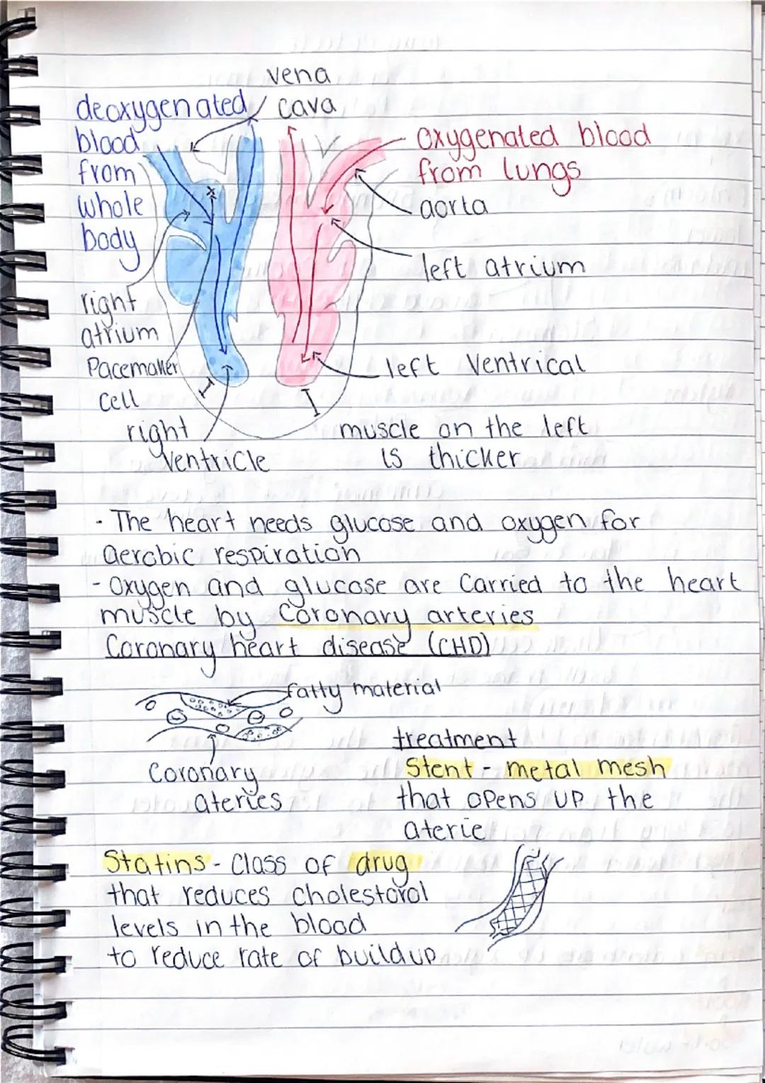 b
101
0
gy
B1-Cells and organisation.
Animal Cell
১০
mitochondria- where aerobic
respiration happens (releases
energy for the cells)
Cell me