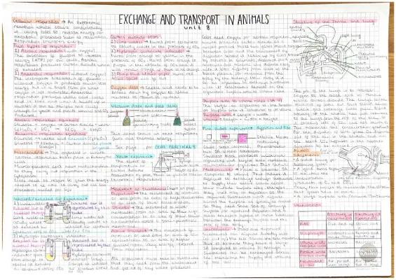 Know Unit 8 exchange and transport in animals biology higher edexcel GCSE summary pages thumbnail