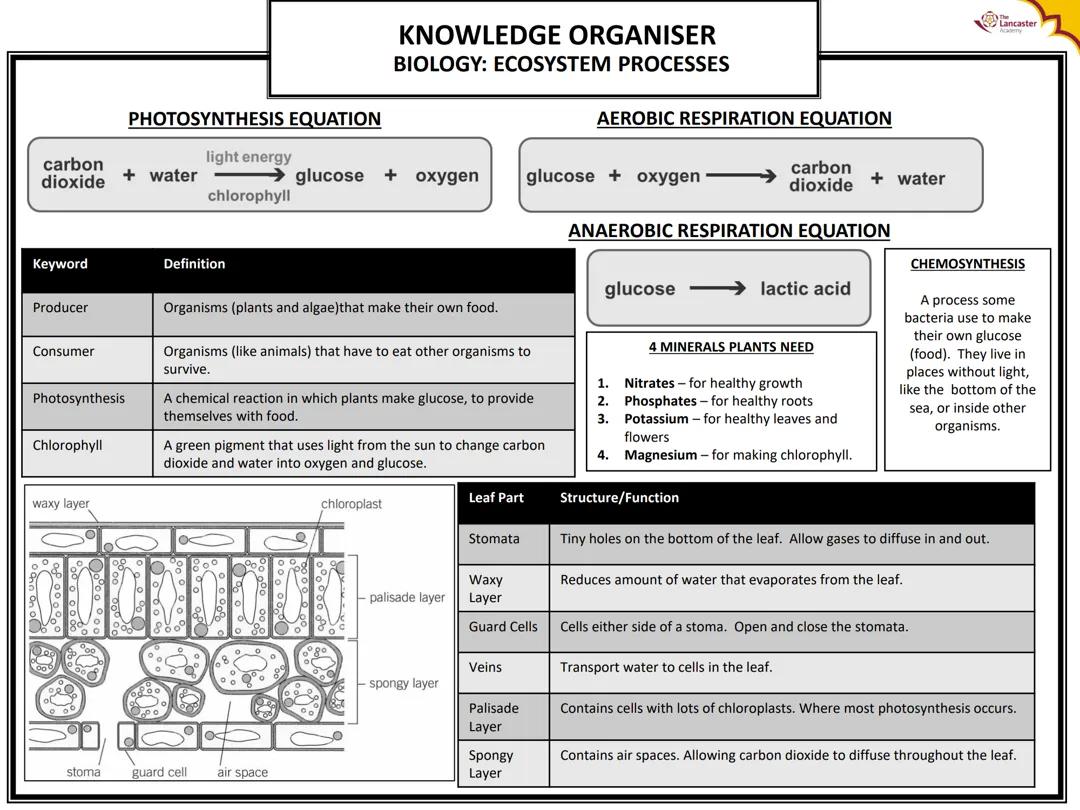 KNOWLEDGE ORGANISER BIOLOGY: ECOSYSTEM PROCESSES