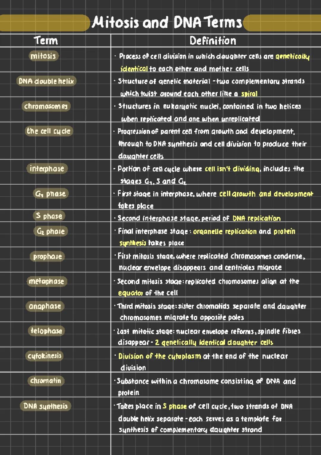 Biology Mitosis Definitions and Stages for GCSE: 4 Stages, Diagrams, and Meiosis