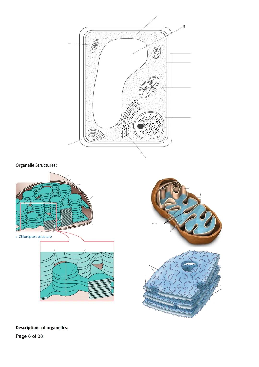 Name:
AQA Biology
3.2.1 Cell Structure
Q. H
Lesson
Lesson 1 - Eukaryotic Cells
Lesson 2 - Prokaryotic Cells + Viruses
Exam Question
Homework