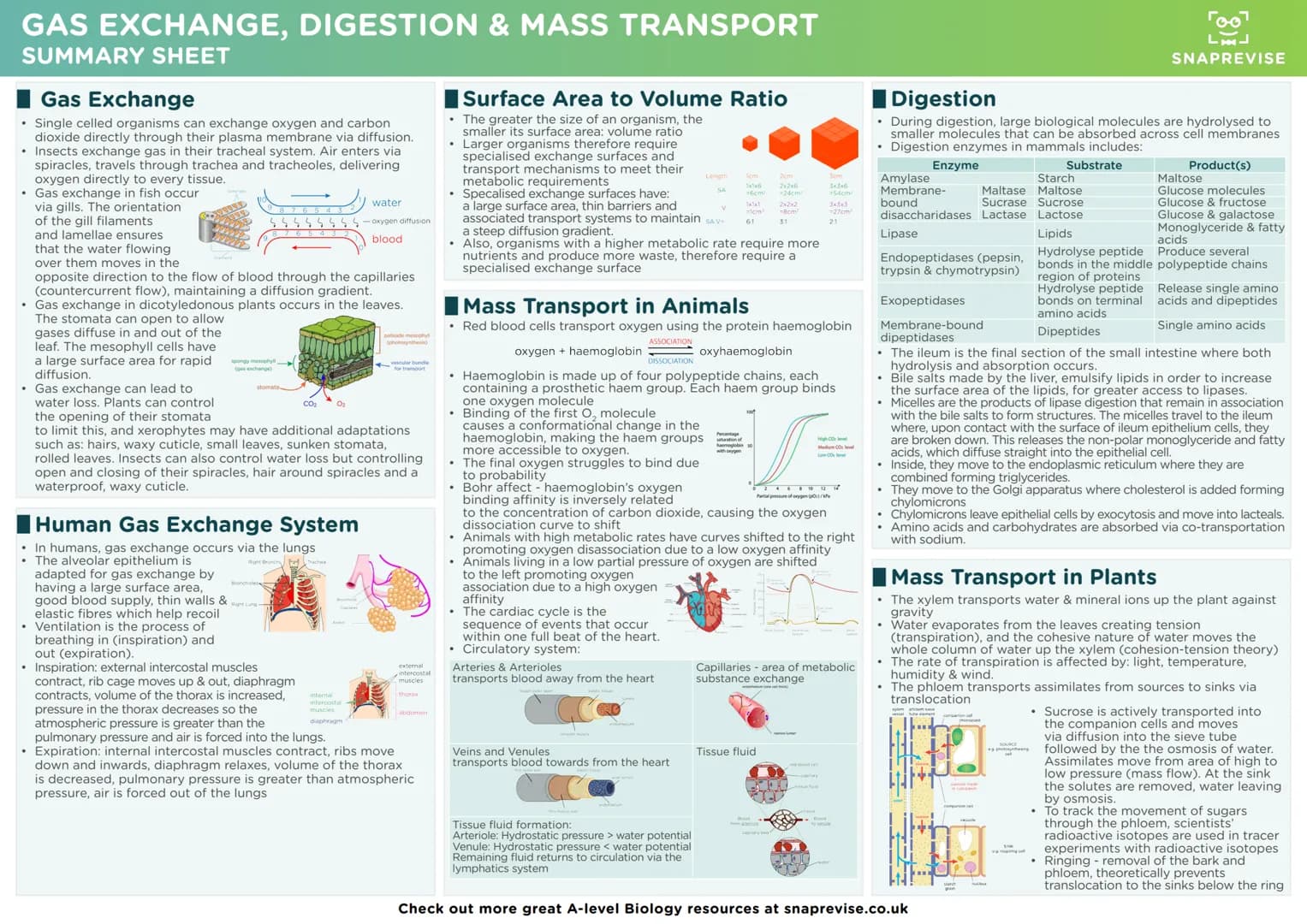LAJ
SNAPREVISE
A-LEVEL BIOLOGY
SUMMARY SHEETS
AQA SNAPREVISE
A-LEVEL BIOLOGY
IN 200 CARDS
AQA
Revision cards with exam questions
covering th
