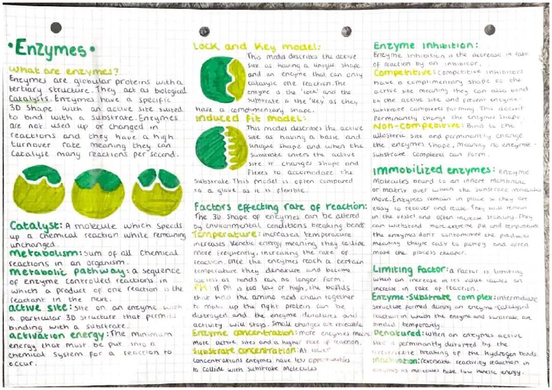 Enzymes knowledge organiser 