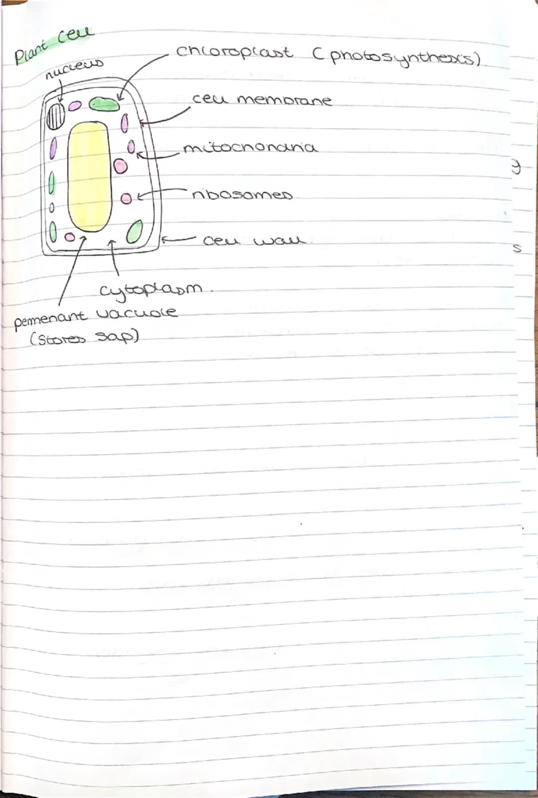 --- OCR Start ---
BIOLOGY
light microscopes
cheap to make
paper I
balows you to see the outlines of the cells
Electron microscopes
4 visuali