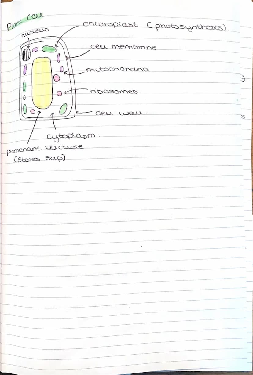 --- OCR Start ---
BIOLOGY
light microscopes
cheap to make
paper I
balows you to see the outlines of the cells
Electron microscopes
4 visuali