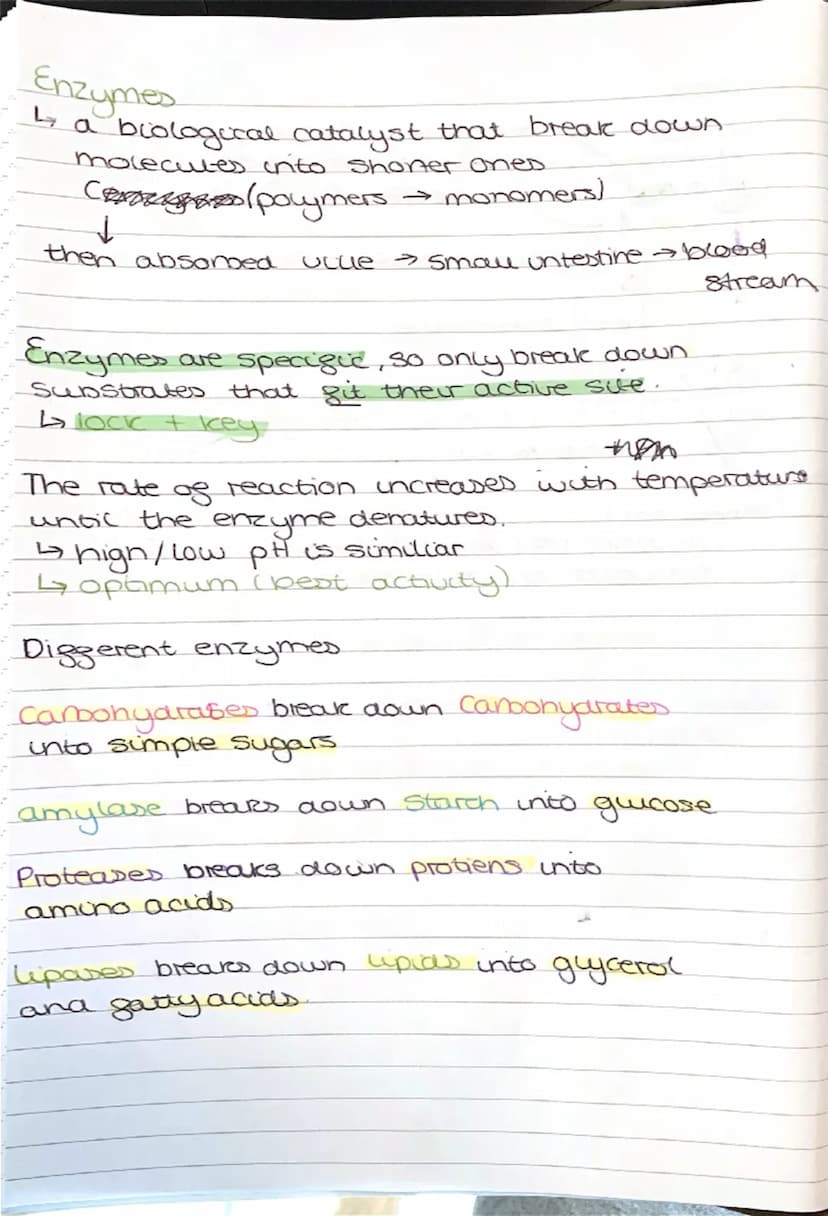 --- OCR Start ---
BIOLOGY
light microscopes
cheap to make
paper I
balows you to see the outlines of the cells
Electron microscopes
4 visuali