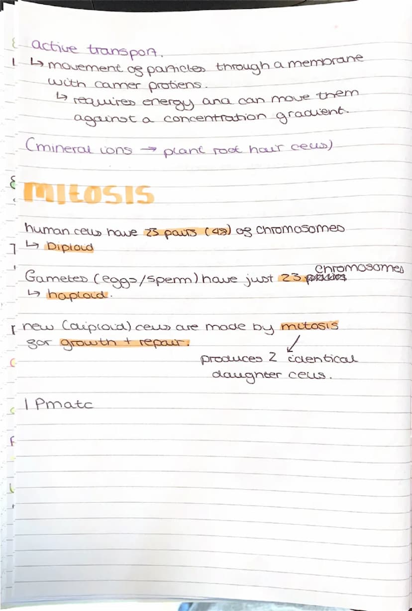 --- OCR Start ---
BIOLOGY
light microscopes
cheap to make
paper I
balows you to see the outlines of the cells
Electron microscopes
4 visuali
