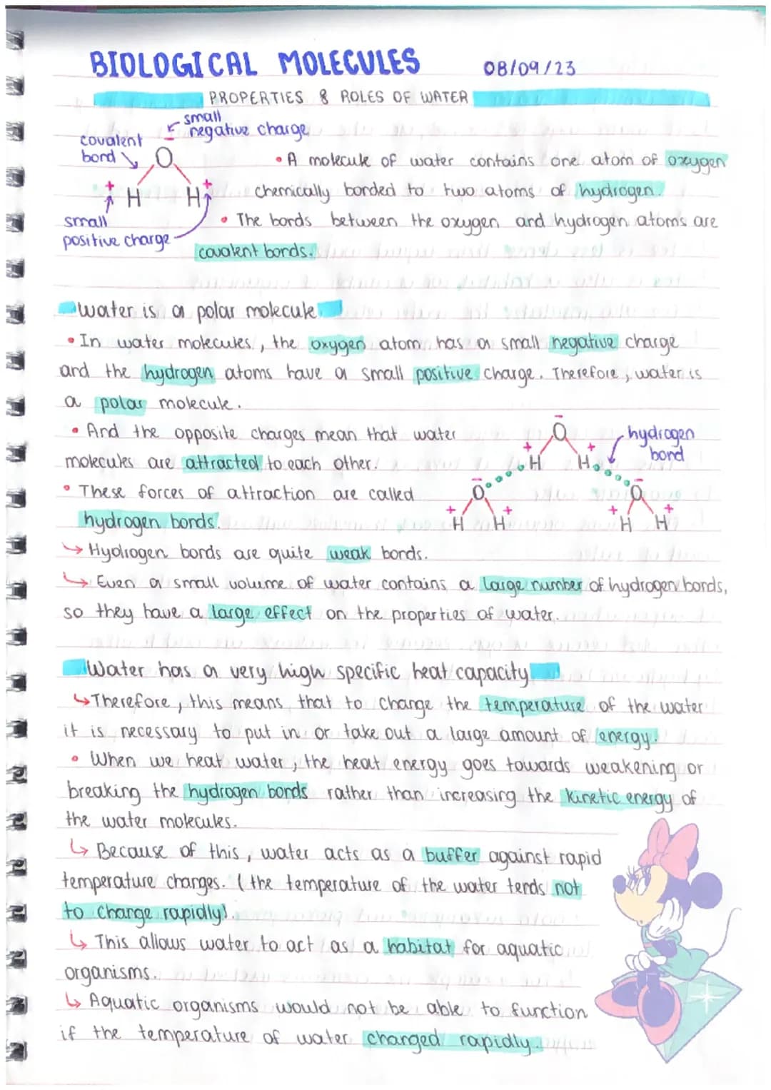 BIOLOGICAL MOLECULES
covalent
bond O
●
PROPERTIES & ROLES OF WATER
small
negative charge D
+ H Hi chemically borded to two atoms of hydrogen