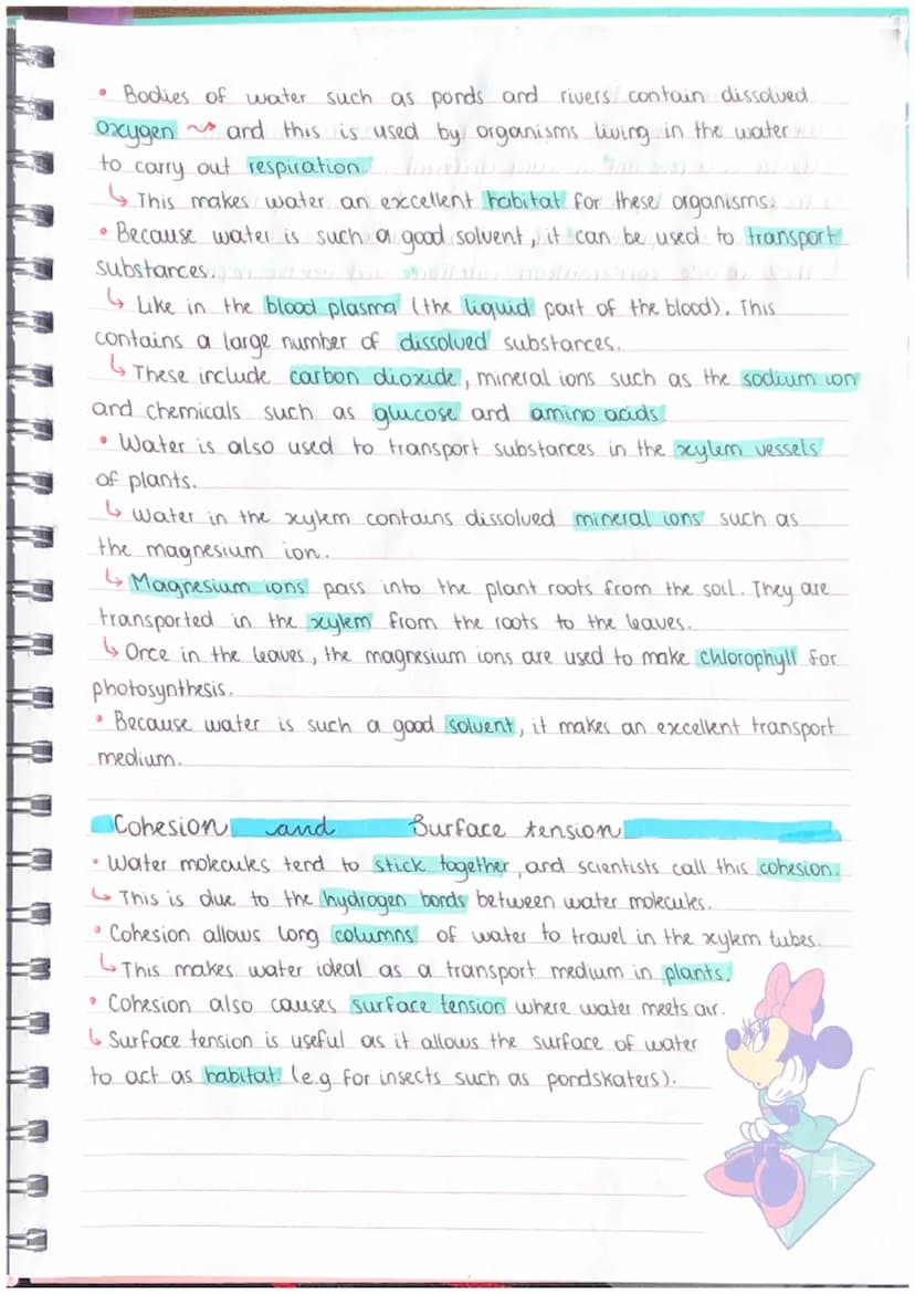 BIOLOGICAL MOLECULES
covalent
bond O
●
PROPERTIES & ROLES OF WATER
small
negative charge D
+ H Hi chemically borded to two atoms of hydrogen