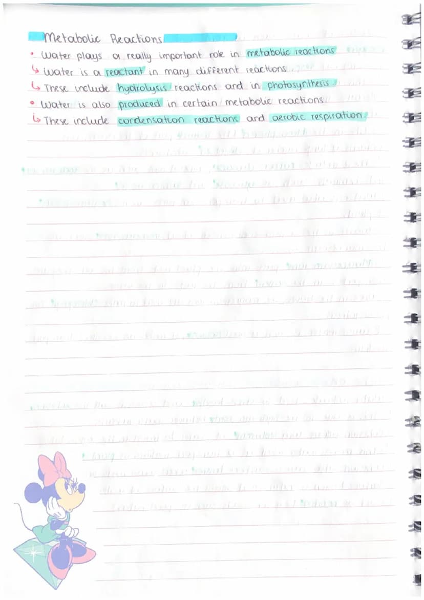 BIOLOGICAL MOLECULES
covalent
bond O
●
PROPERTIES & ROLES OF WATER
small
negative charge D
+ H Hi chemically borded to two atoms of hydrogen