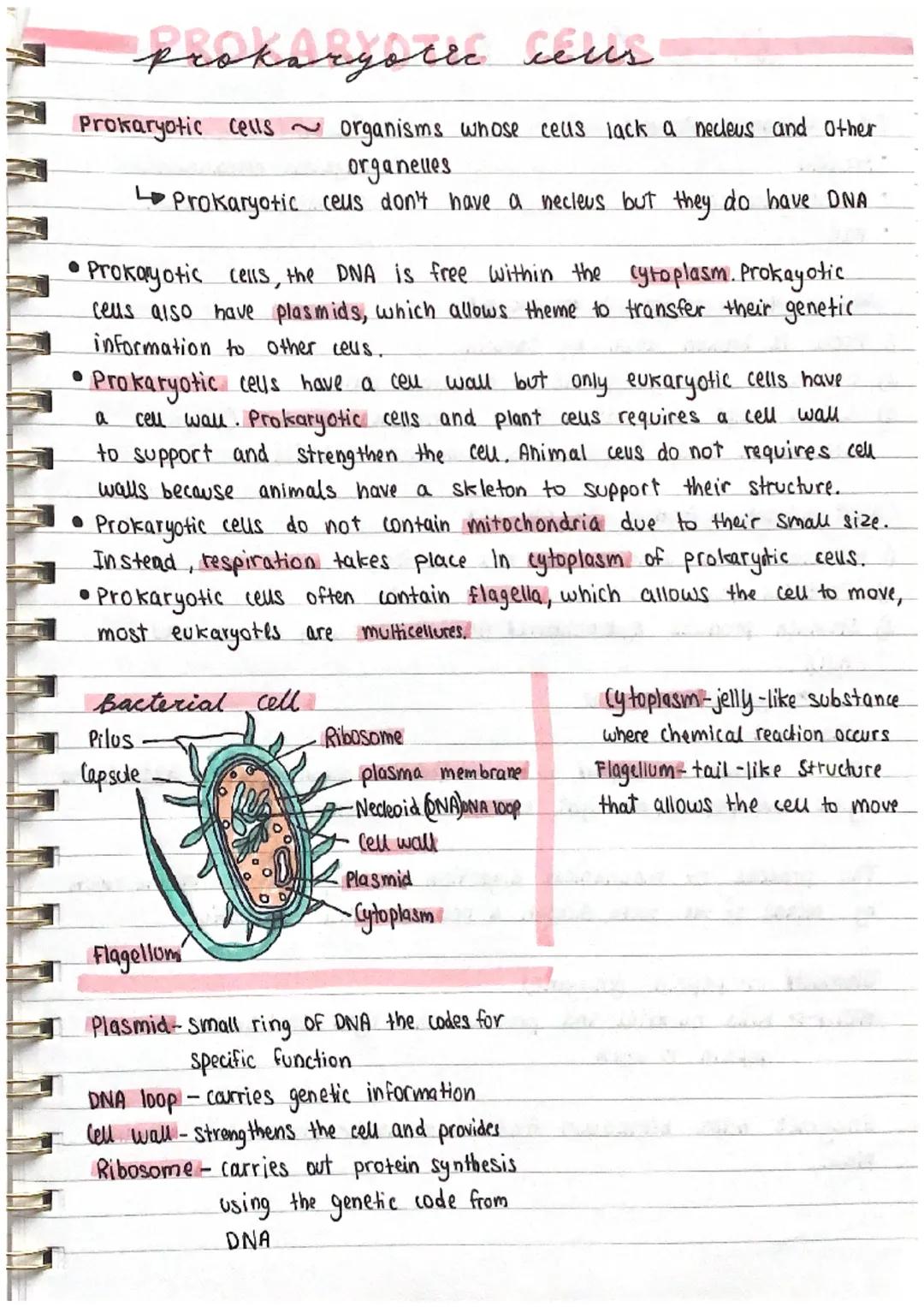 prokaryotic ceus
Prokaryotic cells ~ organisms whose cells lack a necleus and other
organelles
'Prokaryotic ceus don't have a necleus but th