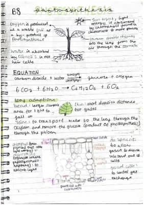 Know B8 biology photosynthesis notes  thumbnail