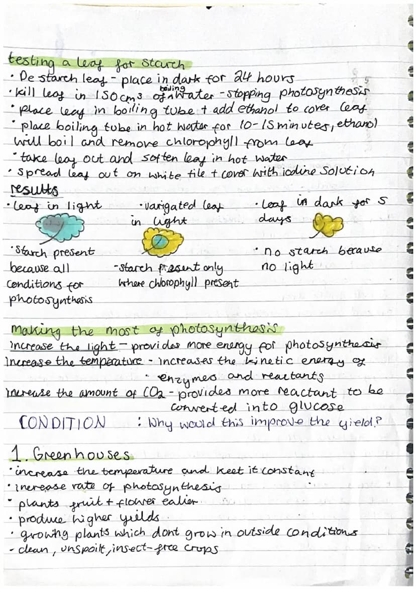 B8
I oxygen is produced
as a waste gas as
by- product of
Photosynthesis
$
H.U.N.
a
Photosynthesis
water is absorbed
by Osmosis in root
hair 