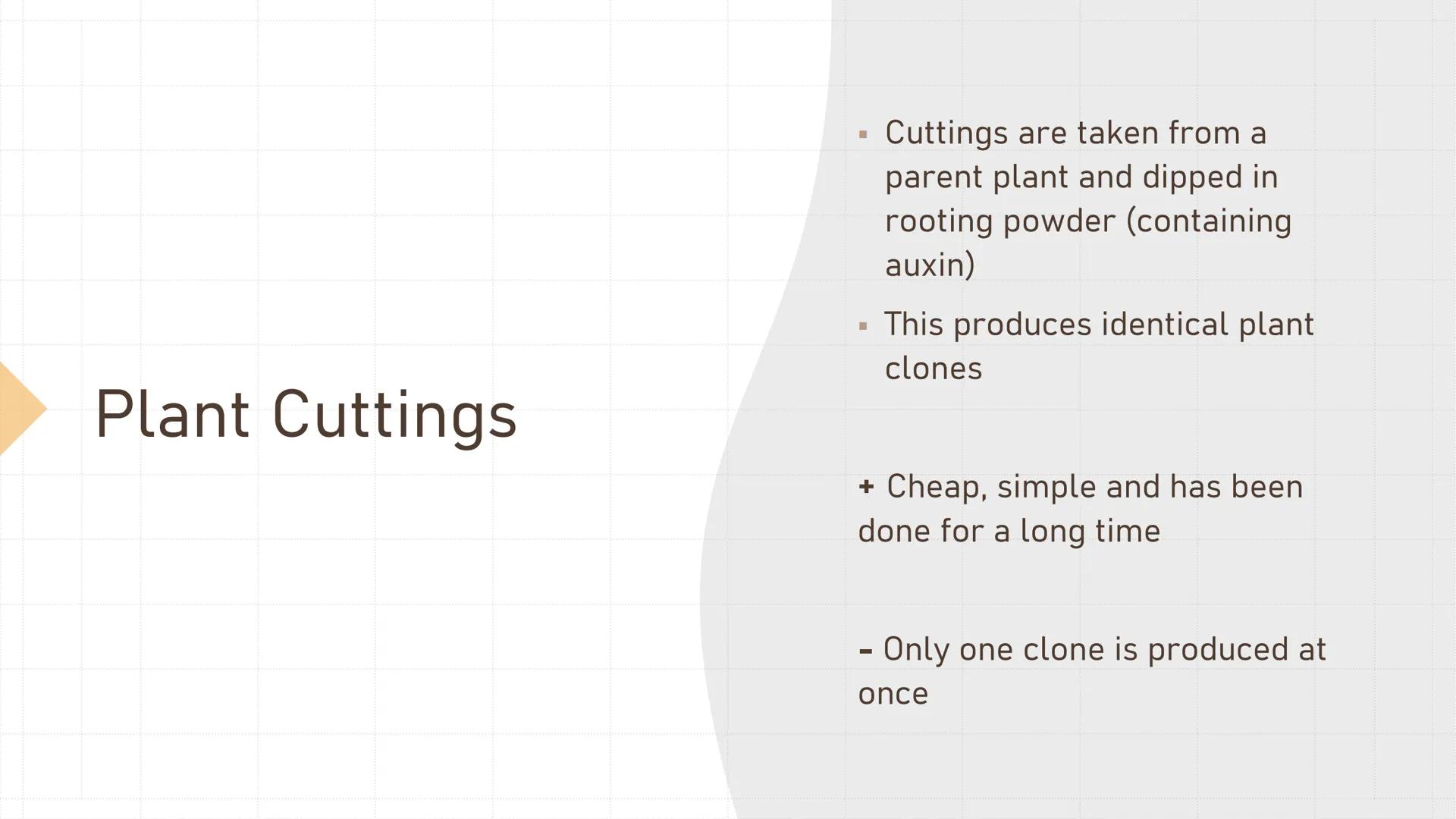 # Cloning Plant Cuttings

• Cuttings are taken from a
parent plant and dipped in
rooting powder (containing
auxin)
• This produces identical