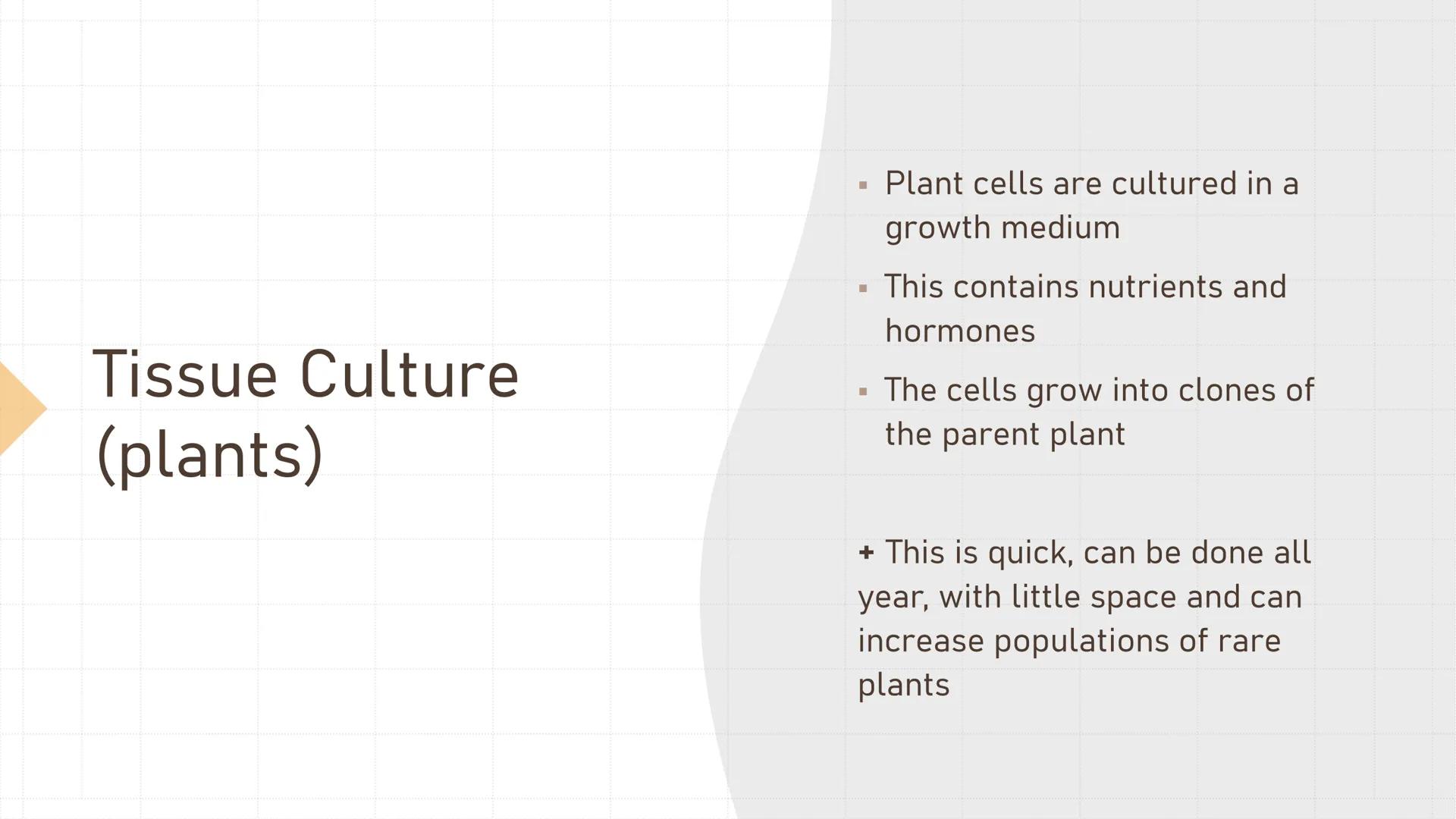 # Cloning Plant Cuttings

• Cuttings are taken from a
parent plant and dipped in
rooting powder (containing
auxin)
• This produces identical