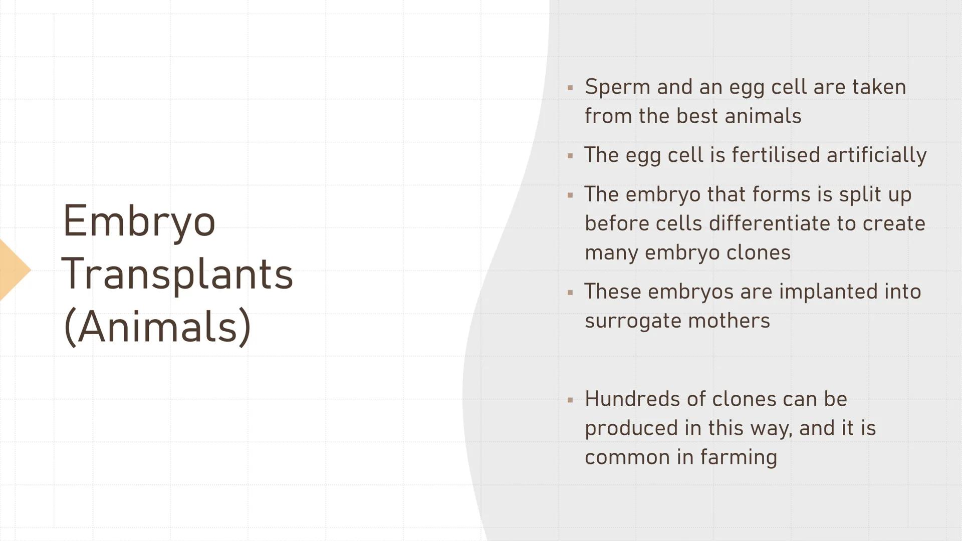 # Cloning Plant Cuttings

• Cuttings are taken from a
parent plant and dipped in
rooting powder (containing
auxin)
• This produces identical