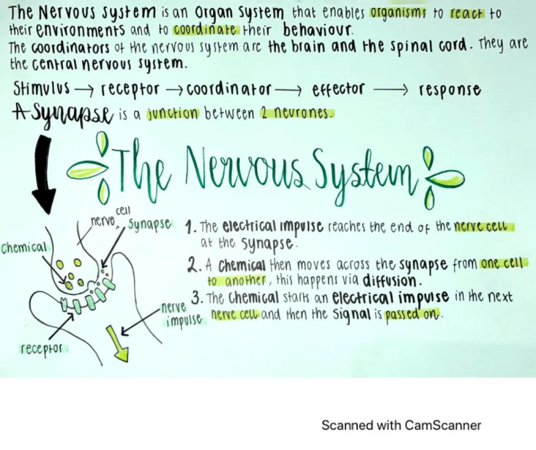 Biology NT: Reaction Time Experiments & Synapses Explained