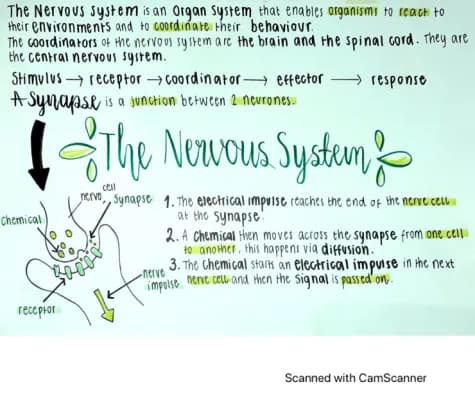 Know Biology Mind Maps- The Nervous System  thumbnail