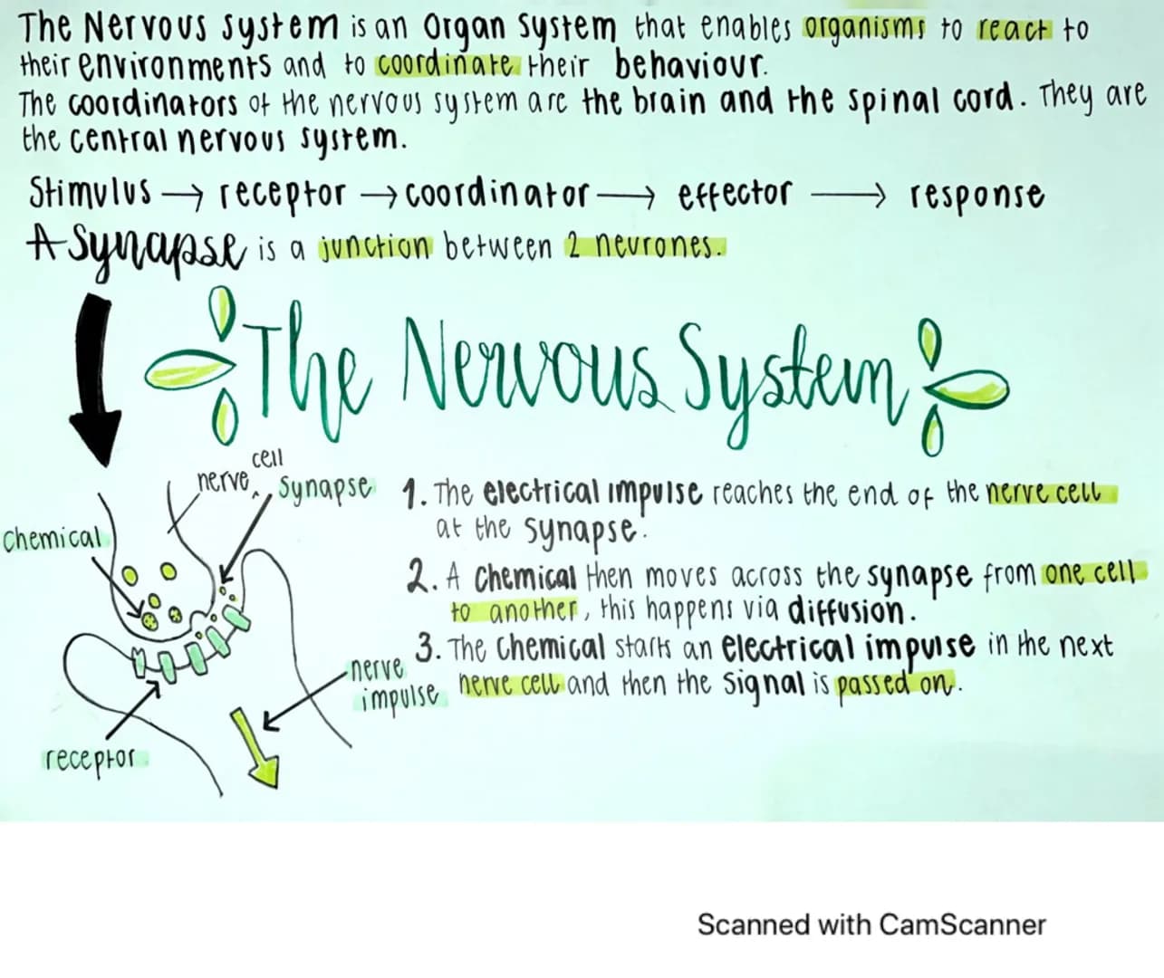 The Nervous system is an Organ system that enables organisms to react to
their environments and to coordinate their behaviour.
The coordinat