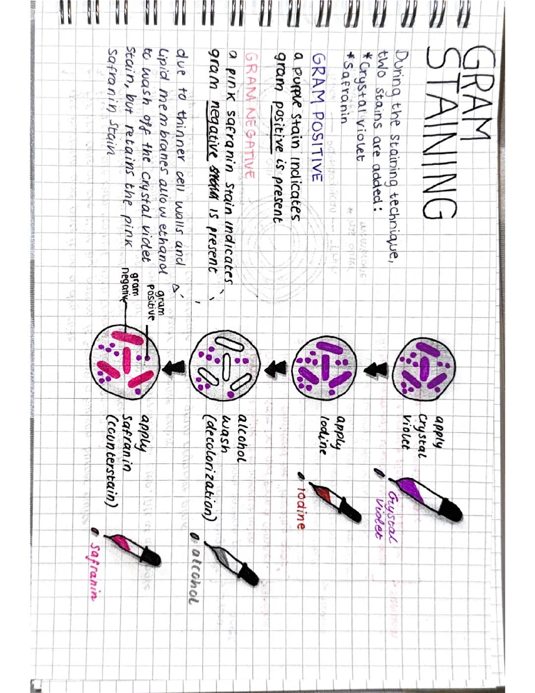 BTEC Applied Science L3 Biology 1 Gram Staining