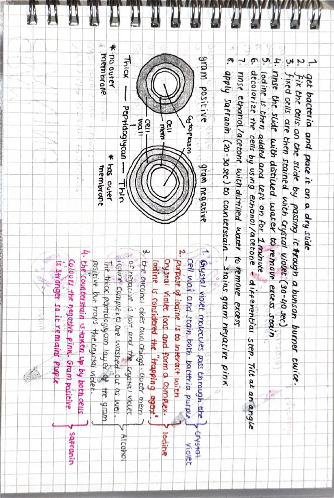GRAM
STAINING
During the staining technique,
two stains are added:
*Crystal violet
Safranin
GRAM POSITIVE
* 1714
a purple stain indicates
gr