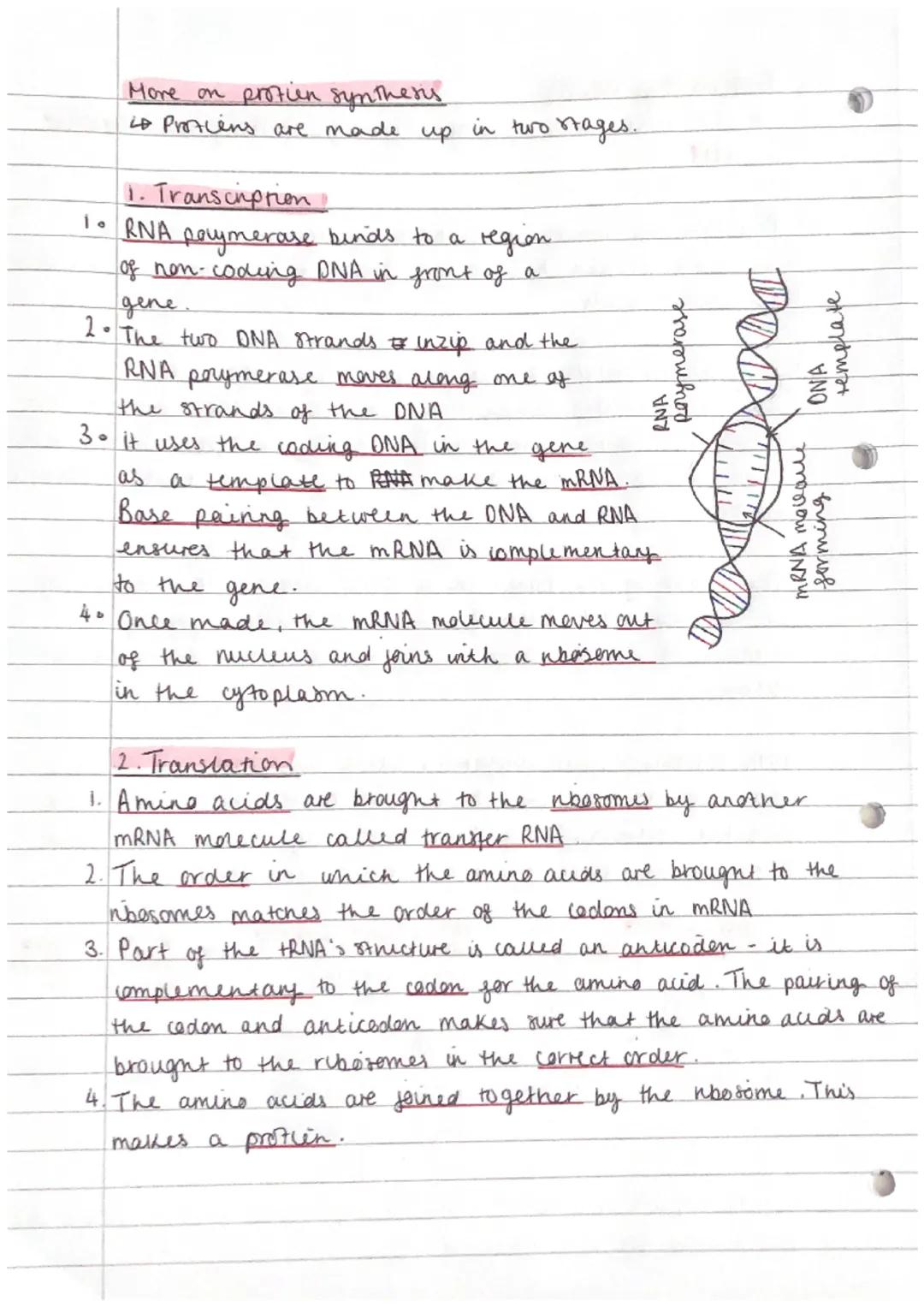 Protien Synthesis
to the production of provien through reading the code in
DNA
• Protiens are made up of chains of amino acids, each
differe