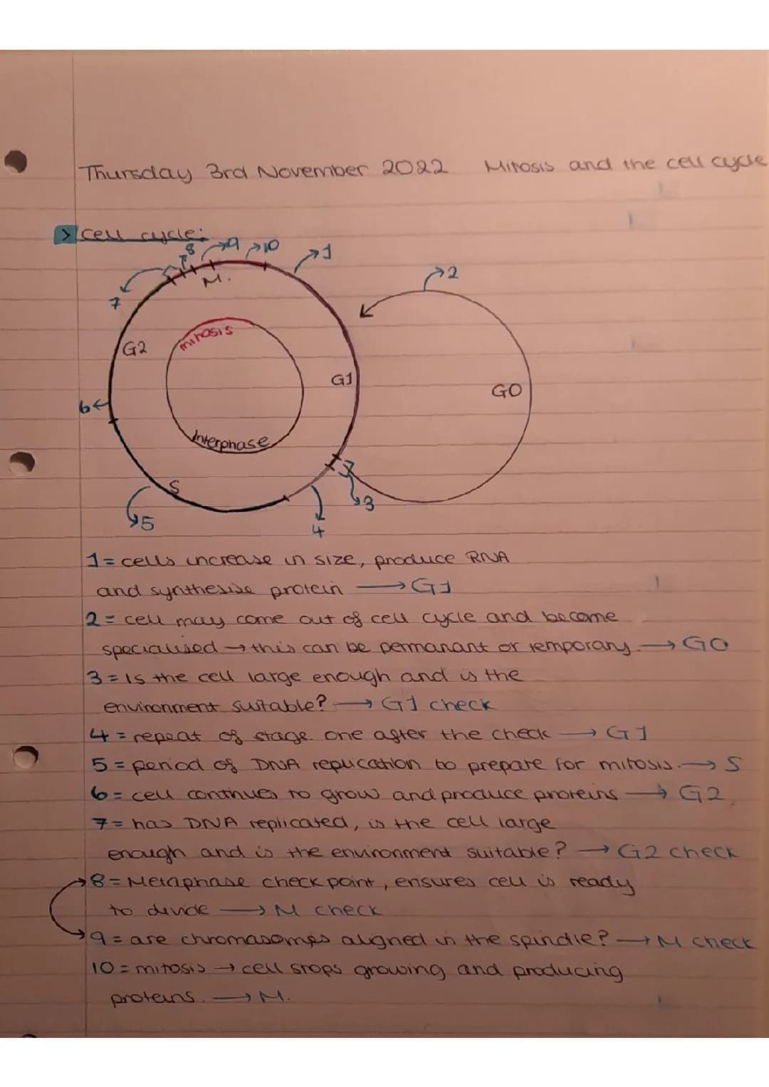 Cool Cell Cycle Study Notes: Mitosis, G1 & G2 Checkpoints!