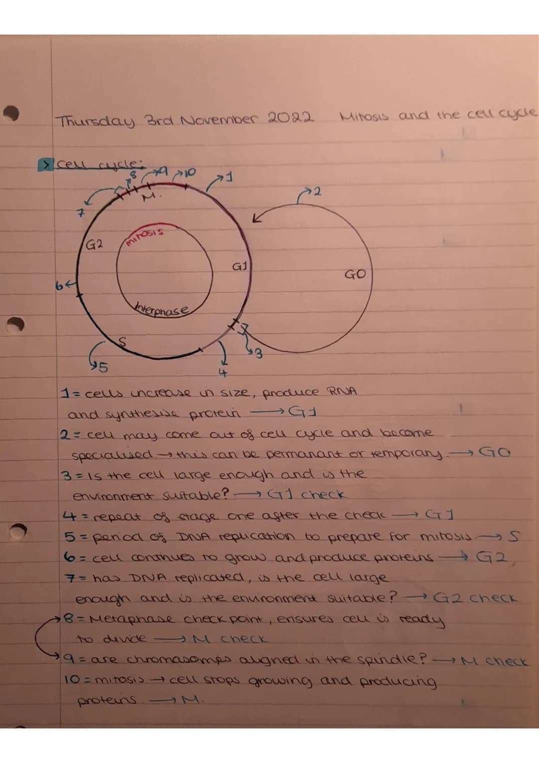Thursday 3rd November 2022
cell cycle:
8
7
minosis
Os
G1
Interphase
4
G2
Mitosis and the cell cycle.
GO
95
1 = cells increase in size, produ