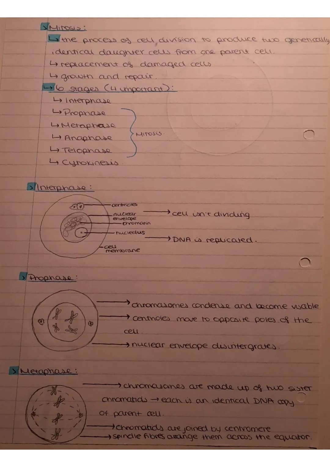 Thursday 3rd November 2022
cell cycle:
8
7
minosis
Os
G1
Interphase
4
G2
Mitosis and the cell cycle.
GO
95
1 = cells increase in size, produ