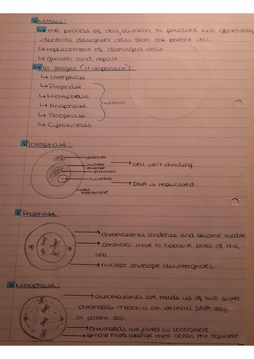 Thursday 3rd November 2022
cell cycle:
8
7
minosis
Os
G1
Interphase
4
G2
Mitosis and the cell cycle.
GO
95
1 = cells increase in size, produ