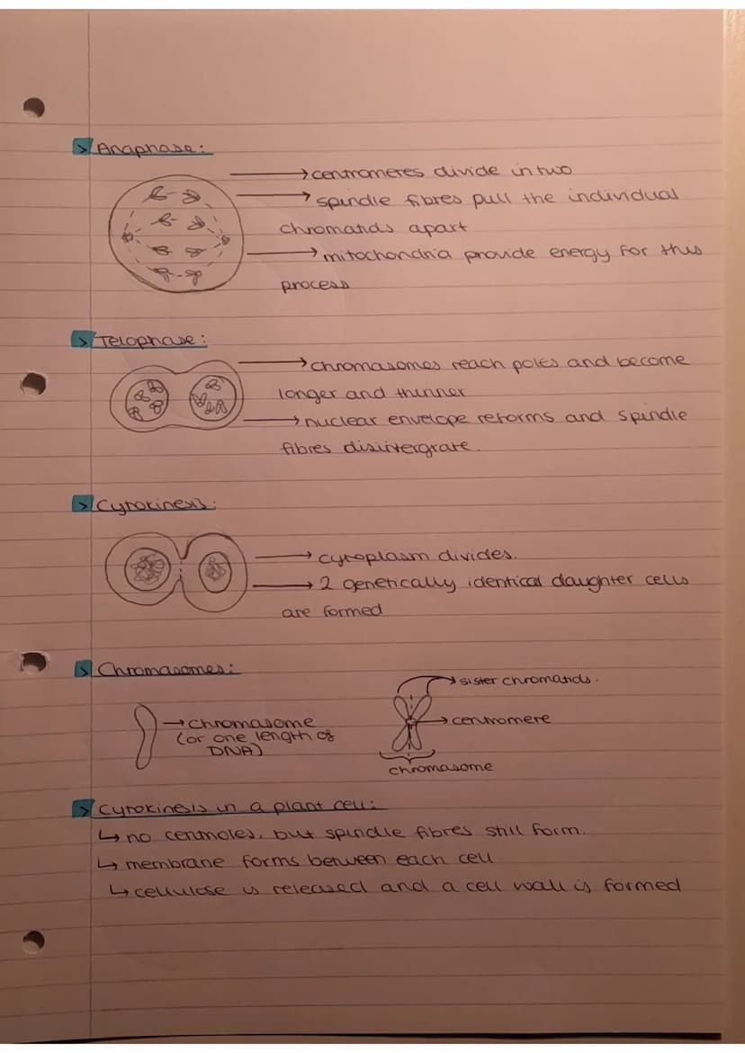 Thursday 3rd November 2022
cell cycle:
8
7
minosis
Os
G1
Interphase
4
G2
Mitosis and the cell cycle.
GO
95
1 = cells increase in size, produ